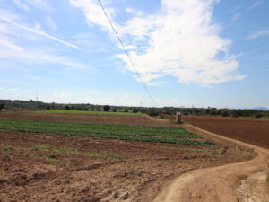 Finca en Manacor para reformar en venta
