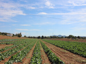 Finca en Manacor para reformar en venta